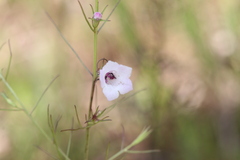 Sopubia delphiniifolia